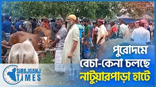 নাটুয়ারপাড়া হাটে জমজমাট গরুছাগল বেচাকেনা  Eid al Adha  Qurbani Animal Market  Sirajganj Times [upl. by Lleinad683]