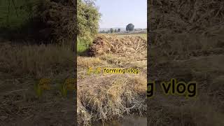 Wheat 1 month 🌾🌾shortsvideo farming viralvideo [upl. by Germaun]