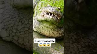 Giant Crocodile 50 Years old 😱😱😱😱 [upl. by Kreindler]