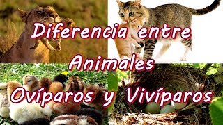 Diferencia entre Animales Ovíparos y Vivíparos ¿Cómo se Reproducen [upl. by Ayihsa636]