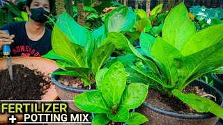 FERTILIZER AND POTTING MIX FOR YOUR ANTHURIUM NEEDS  100 FAST GROWER [upl. by Strep]