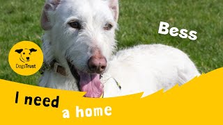 Bess the brilliant Lurcher  Dogs Trust Loughborough [upl. by Karia52]