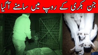 Raaz Ep 183 Jinn Bakri K Roop Main Samnay Aa Gya جن بکری کے روپ میں سامنے آگیا [upl. by Hawley]