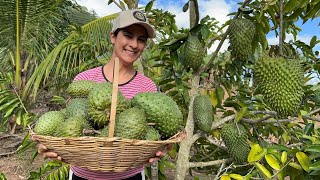 Plantação de graviola carregou de frutas vamos colher juntos essa maravilha da roça [upl. by Gloria507]