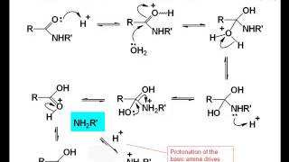 Chemistry Vignettes Amide hydrolysis [upl. by Plank]