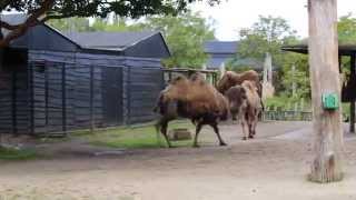 Kamelen  Camels Planckendael [upl. by Atsira]