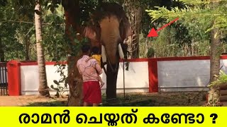 രാമന് അല്ലേലും കുട്ടികളെ ഒത്തിരി ഇഷ്ടാ❤️ thechikottukavu ramachandran elephant  elephants [upl. by Spense]