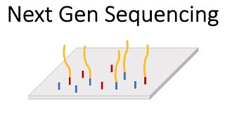 Next Generation Sequencing Illumina  An Introduction [upl. by Ambrosi239]