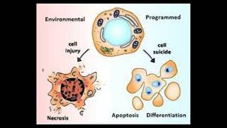 13 Cell biology  Apoptosis part1 شرح بالعربي [upl. by Ingalls]