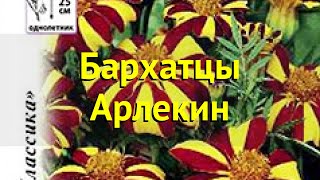 Бархатцы отклоненные Краткий обзор описание характеристик tagetes patula nana Арлекин [upl. by Terryl]