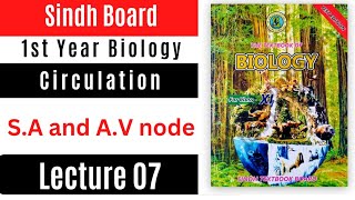 sa and av node  sinoatrial Node  atrioventricular Node  pacemaker  class 11 biology Sindh [upl. by Schaffel]