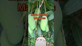 Maha chanook mangoes A fiberless sweet amp floral tasting Thai variety We ship Follow for updates [upl. by Nivrem]