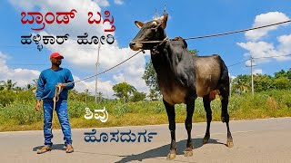 Brand basti Hallikar bull  Care of Shivu Hosadurga [upl. by Babara773]