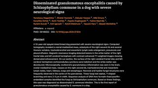 36 Disseminated granulomatous encephalitis caused by Schizophyllum commune [upl. by Roberta]