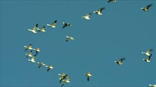 Waterfowl Migration [upl. by Amek871]