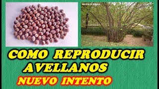 Sembrar Avellanas  Reproducir Avellanos 3ª PARTE  ERRORES CORREGIDOS  Todo Huerta y Jardín [upl. by Ahsinyd]