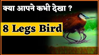 African Jacana 🥳😱🐦  8 legs bird  shorts factziq youtubeshorts jd [upl. by Burne28]