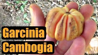 FRESH Garcinia Cambogia Review  Weird Fruit Explorer Ep 157 [upl. by Eednus]