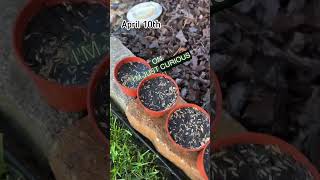 Does Seed Germinate FASTER With Peat Moss shorts [upl. by Emsmus468]