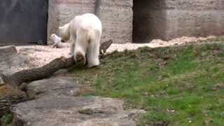 Erster Auftritt der EisbärBabys in Hellabrunn [upl. by Rind]