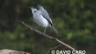 Tropical Gnatcatcher Curruca Tropical Polioptila plumbea [upl. by Lamak]