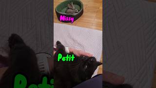 🐾💤 ASMR Purrfect Dreamland 🔊🎧 Turn Your Sound On for MAX Purr Power shorts cats blackcat [upl. by Etnaled]