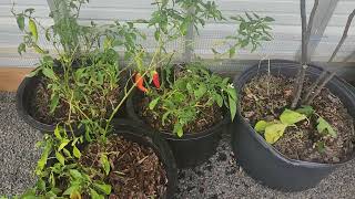 Working on the Greenhouse Over wintering figs and peppers [upl. by Edas]