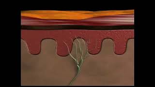 Physiology of nociceptive pain [upl. by Nij745]