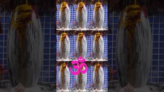 BRAHMA MURARI SURAKSHIT LINGAM 🕉️brahma murari shobhit lingam song🔱Lord Shiva bhajanshortsfeed [upl. by Friedberg]