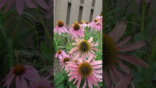 Eastern Purple Coneflower Echinacea purpurea in Sunflower Family  Observed in Description [upl. by Bever]