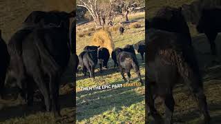 Runaway Hay Bale Sparks Cow Chase 🐄😂 shorts shortsvideo [upl. by Yun]