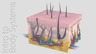 Introduction to the Integumentary System  Animated Tutorial  Complete Anatomy [upl. by Groos]