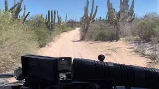 Driving through a cardón cacti forest in Baja California Sur [upl. by Jangro]