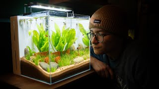 Minimalistic Amazon Sword Aquarium that Anyone Can Make NO co2 [upl. by Letnohc]