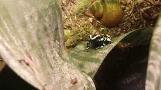 Dendrobates auratus calling [upl. by Ecyrb]