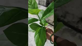 Removing calotropis Plant from My Garden A StepbyStep Guide short ytshorts viral shorts [upl. by Oika598]