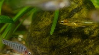 Pygmy Swordtail  Emerald Dwarf Rasbora [upl. by Nurav]