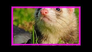 How to care for your angora ferret [upl. by Demha]