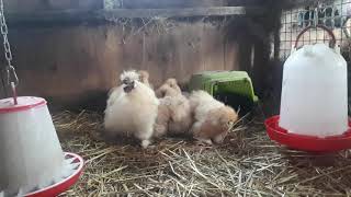 Rosedale farm miniature citreon silkie chickens UK Silkies [upl. by Elva]