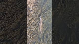 World Largest Crocodile Ever Recorded  Largest Crocodile in the World 🌍 [upl. by Bor194]