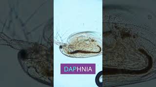 👁️ Witness the Smallest Beating Heart Inside a Daphnia [upl. by Nhor879]