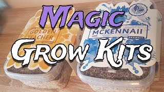 How to Grow Mushrooms from Start to Finish with a Magic Grow Kit  The Easiest Way to Grow Shrooms [upl. by Aisatnaf]