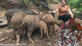 leveling the ground and rebuilding the barn to raise wild pigs episode 22 GreenforestlifeTH [upl. by Annaid637]