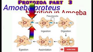 Protozoa part 3 [upl. by Ebarta]