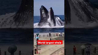 worlds largest whale 🐋🐳whaleshark shorts subscribe [upl. by Robers]