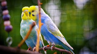 Rainbow Budgies Sounds [upl. by Lamek]