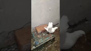 Laka pigeon breeding progress fantail pigeons [upl. by Johns]