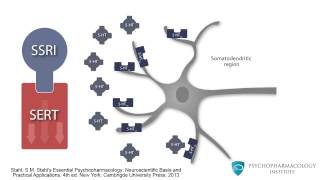 Mechanism of SSRIs Monoamine Theory and the Role of BDNF [upl. by Elletsyrc]