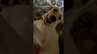 Massage Time 😍 shorts youtubeshorts labrador [upl. by Flossy]