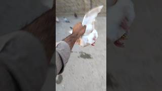 how to catch pigeon video kabotarpakravideo pigeon kabutar whatsapp shorts [upl. by Eitsyrhc]